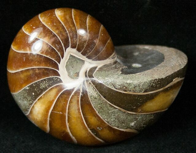 Cretaceous Nautilus Fossil - Madagascar #15000